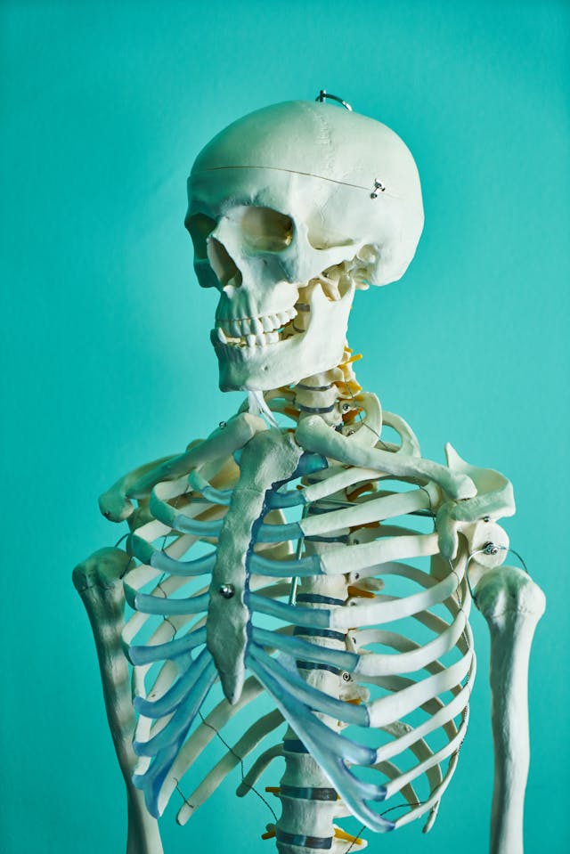 Anatomy
